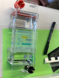 Gelelektrophorese